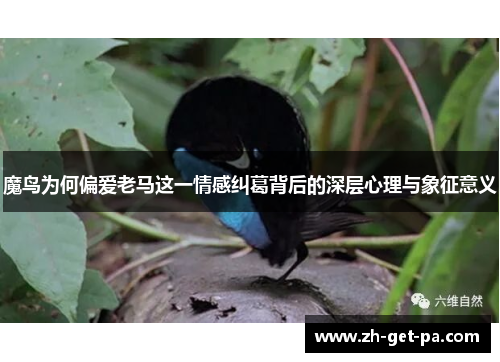 魔鸟为何偏爱老马这一情感纠葛背后的深层心理与象征意义