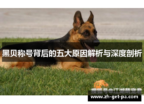 黑贝称号背后的五大原因解析与深度剖析